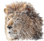 Lion OS X Ar